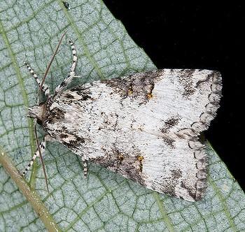 Epipsestis dubia