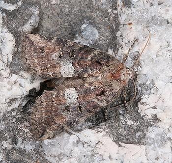 Epipsestis nikkoensis