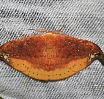 Tridrepana subtusmaculata