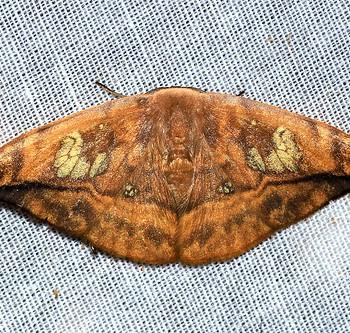 Agnidra fuscilinea