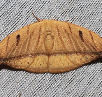 Callidrepana argenteola