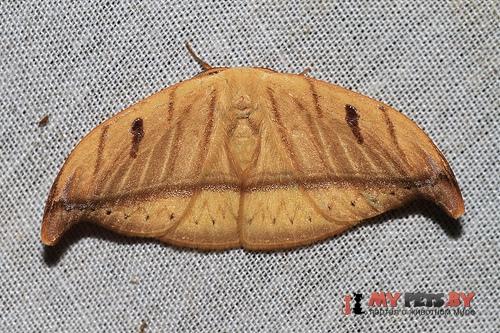 Callidrepana argenteola