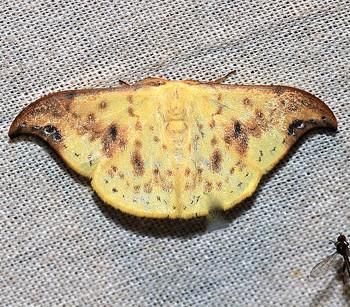 Tridrepana microcrocea