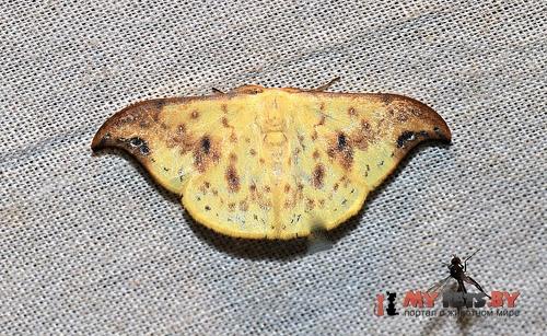 Tridrepana microcrocea