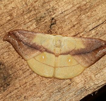 Tridrepana argentistriga