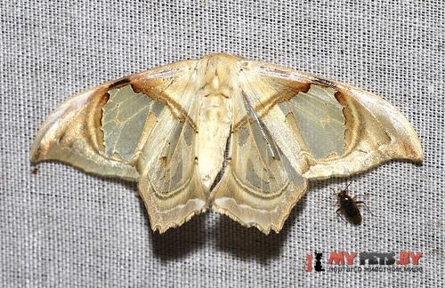 Macrauzata melanapex