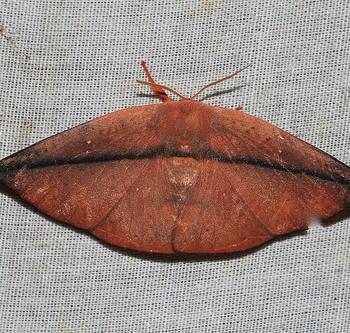 Oreta perobliquilinea