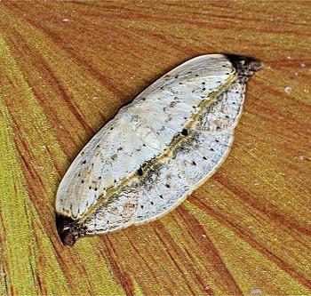 Callidrepana albiceris