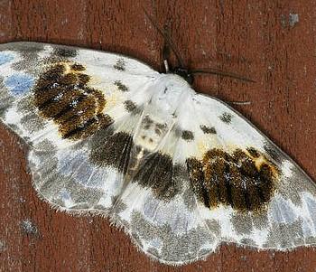 Callicilix abraxata