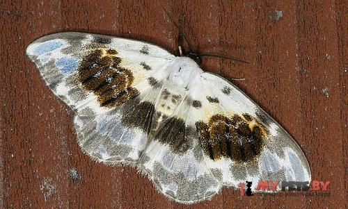 Callicilix abraxata