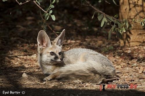 Vulpes cana