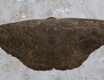 Paralbara muscularia