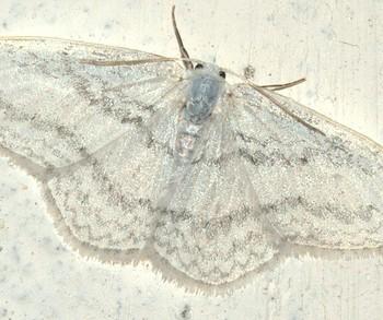 Ditrigona idaeoides
