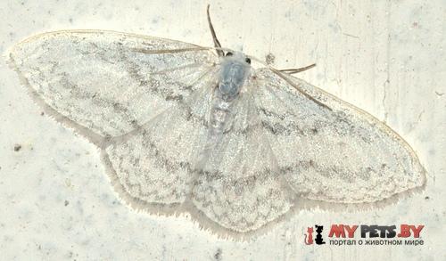 Ditrigona idaeoides