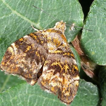 Choreutis ophiosema