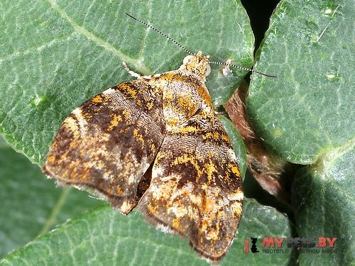 Choreutis ophiosema