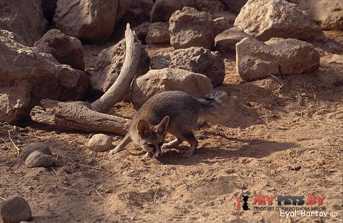 Blanford's fox
