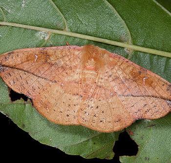 Oreta griseotincta