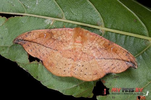 Oreta griseotincta