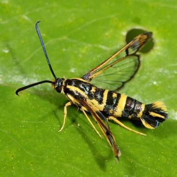 Synanthedon scitula