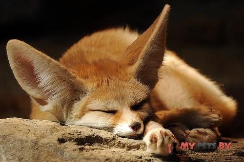 Fennec fox