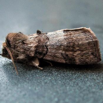Cymatophorina diluta