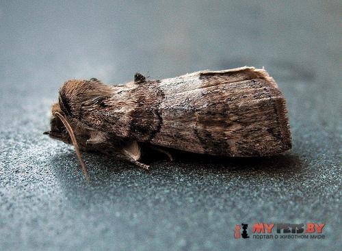 Cymatophorina diluta