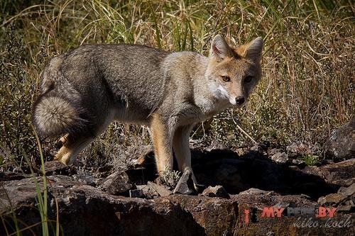 Lycalopex gymnocercus