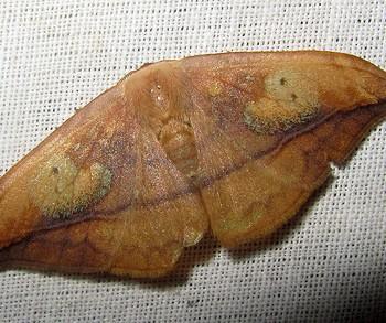 Agnidra vinacea