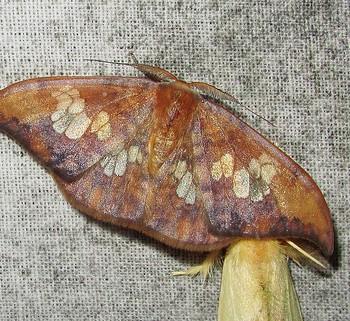 Agnidra specularia