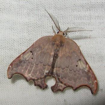 Thymistida tripunctata