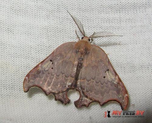 Thymistida tripunctata