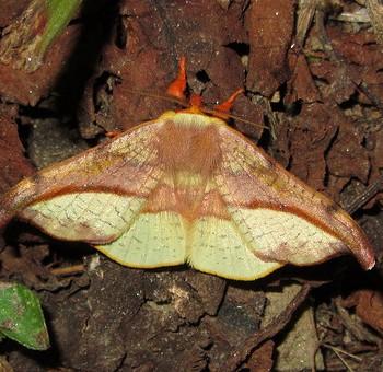 Oreta pavaca