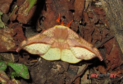 Oreta pavaca