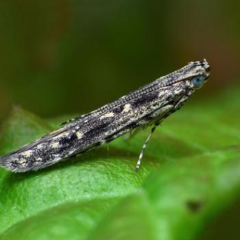 Batrachedra praeangusta
