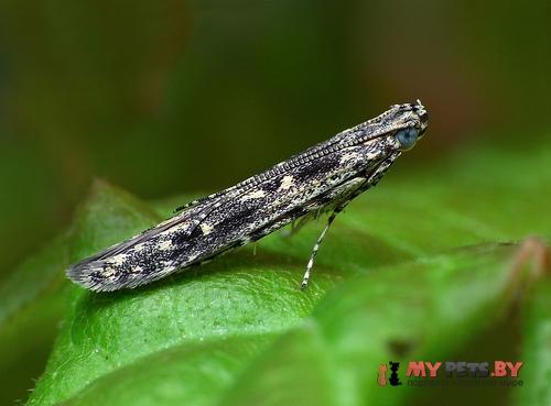 Batrachedra praeangusta