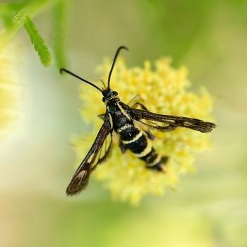 Penstemonia clarkei