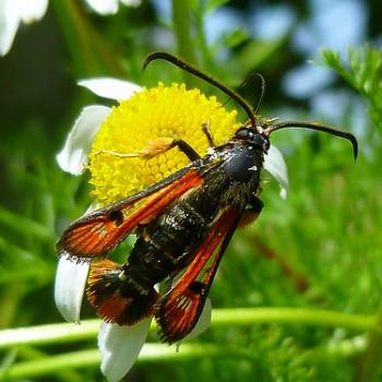 Pyropteron chrysidiformis