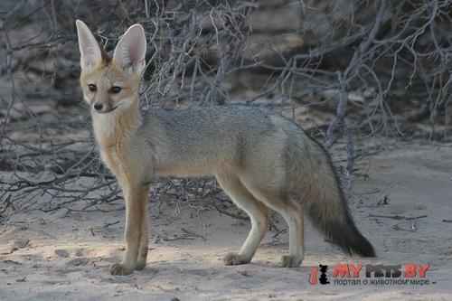 Vulpes chama