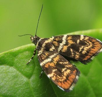 Choreutis japonica