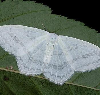 Auzata simpliciata