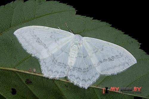 Auzata simpliciata