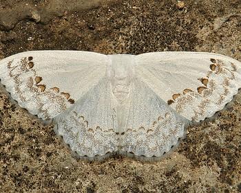 Teldenia specca