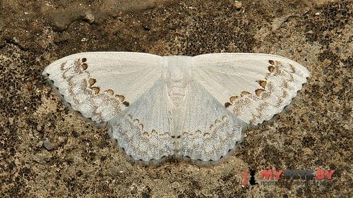 Teldenia specca