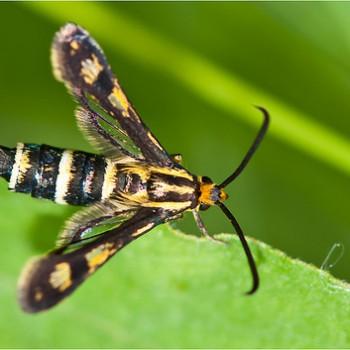 chamaesphecia bibioniformis