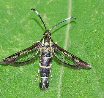 Synanthedon pyri