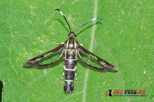 Synanthedon pyri