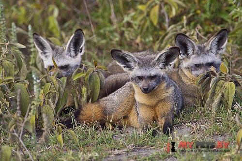 Bat-eared fox