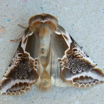 Habrosyne scripta
