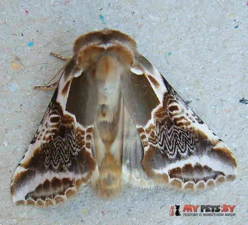 Habrosyne scripta